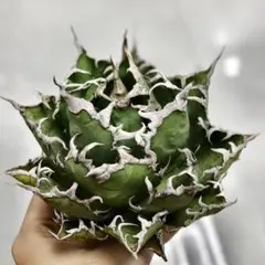 2025年最新】アガベ金剛の人気アイテム - メルカリ