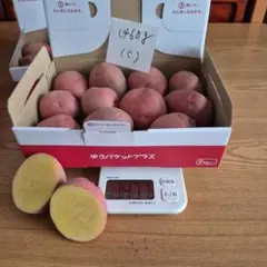 새로운 감자 안데스 레드 (c)