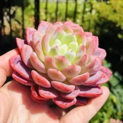 桜雪　大苗　エケベリア　多肉植物のサムネイル