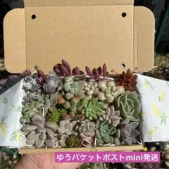 多肉植物 カット苗 寄せ植えセット 詰め合わせ