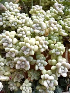 だるま姫秀麗　多肉植物　カット苗のサムネイル