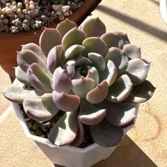 えみれん様 リクエスト 2点 まとめ商品