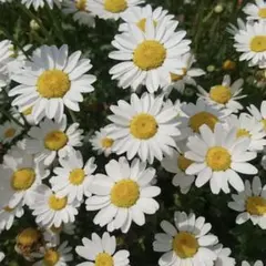 豆と森とわたし　プロフ必読♡様 リクエスト 2点 まとめ商品