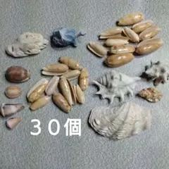 天然貝殻コレクション