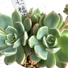 CocoNana様 リクエスト 2点 まとめ商品