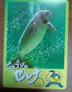 鳥羽水族館 コレクションカード レア