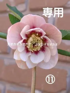 あっと様専用（11）ピンク静✴️セルフ交配種子✨3粒✨クリスマスローズ