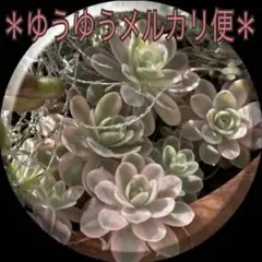 おまとめ中！多肉植物^o^  子持ち蓮華錦　鏡花 2026年最新】子持ち蓮華錦 鏡花の人気アイテム - メルカリ