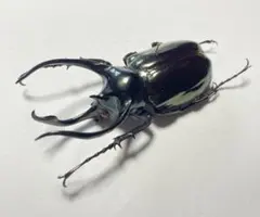 2025年最新】アトラスオオカブト標本の人気アイテム - メルカリ