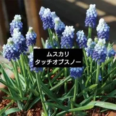 miki様 リクエスト 2点 まとめ商品