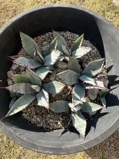 2026年最新】アガベ屈原の舞扇の人気アイテム - メルカリ