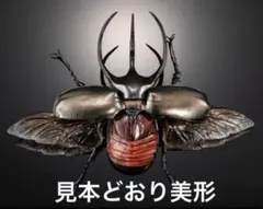 【超美形】レア　角曲なし　いきもの大図鑑　アドバンス　コーカサス　ジャワ島