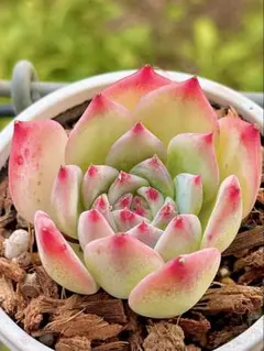 ポポ様 リクエスト 3点 まとめ商品