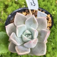 多肉植物 ピンクプリティ 抜き苗 - メルカリ