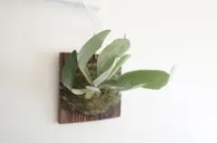 数々様専用。ビカクシダ　キングフィッシャー　金童　まとめ買い。