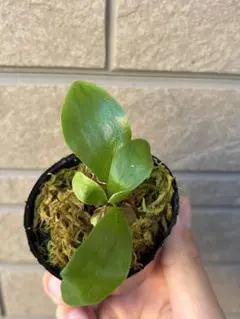 2026年最新】ビフルカツムの人気アイテム - メルカリ