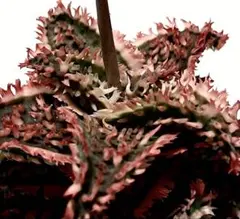 2025年最新】アロエハイブリッド tctの人気アイテム - メルカリ