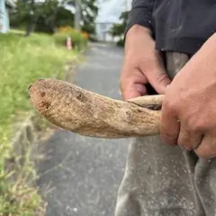 流木