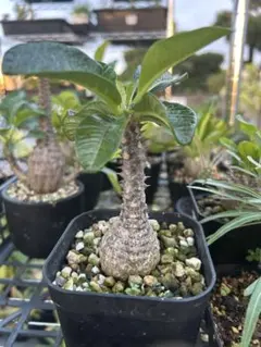 鉢ごと発送】コミフォラ ワイルディ Commiphora wildii 実生 - メルカリ