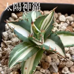 2026年最新】太陽神 アガベの人気アイテム - メルカリ