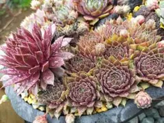 多肉植物＊センペルビウムPlum Parfait＊1苗根付き抜き苗 - メルカリ
