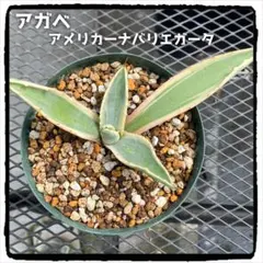 多肉植物 アガベ アメリカーナ バリエガータ 抜き苗 - メルカリ