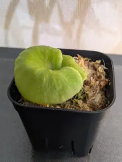 2025年最新】リドレイ パカランの人気アイテム - メルカリ