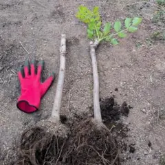 トゲなし　タラの芽　2本　タラの木のサムネイル