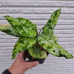 アグラオネマ ピクタム 白鯨 - メルカリ