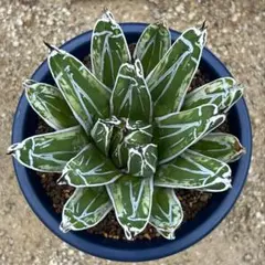 agave アガベ 笹ノ雪 極氷山 白覆輪虎斑 Yahoo!オークション -「笹の雪 氷山」(アガベ) (観葉植物)の落札