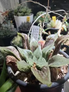 ハオルチア ナイルの一滴 - メルカリ