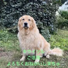 factory kさま専用 キウイツルカットします