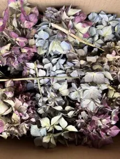 紫陽花 ドライフラワー 北海道産 60サイズ M ⑩ - メルカリ