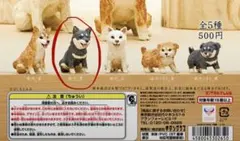キタンクラブ 柴犬 ガチャ 黒柴
