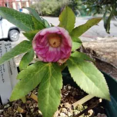 2026年最新】プリマベーラ クリスマスローズの人気アイテム - メルカリ