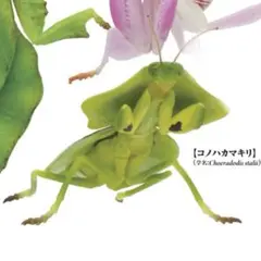 原色図鑑シリーズ 原色擬態昆虫 コノハカマキリ フィギュア　新品未使用のサムネイル