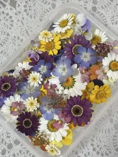 ドライフラワー ハンドメイド 花材 花材詰め合わせ マトリカリア