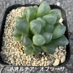 하오루치아 옵투사 제거