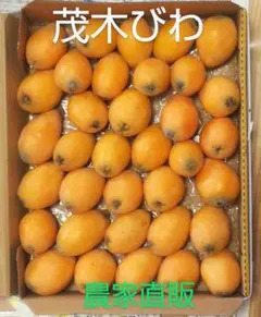 茂木びわのサムネイル