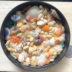 天然貝殻　素材　　貝殻の詰め合わせアソート