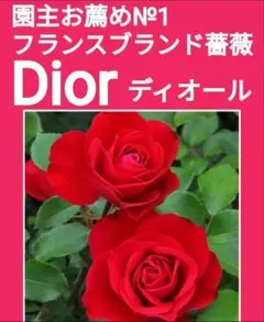 ※出品一覧もご参照【デイオール】薔薇苗(バラ苗)挿し木用挿し穂(さし穂)のサムネイル