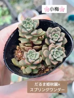 。:°ஐ♡*セダム・小梅゜・*:.。✡ 【5cm.pot発送！】のサムネイル