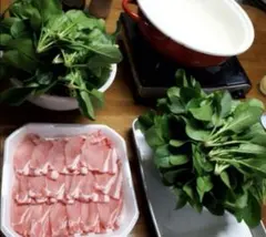 ※期間限定セール　※本日発送　冬の新品種　しゃぶしゃぶ専用ほうれん草