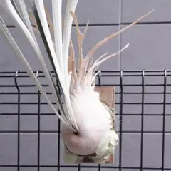 2026年最新】veitchii wildの人気アイテム - メルカリ