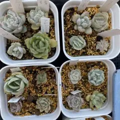 多肉植物　エケベリア　16点セット　韓国苗