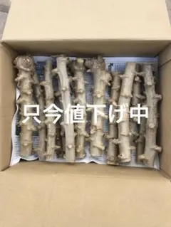 徳之島産キャッサバ苗挿木用苗50本入り - メルカリ