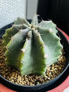 エキノケレウス属ニボサス・カキ子苗 - メルカリ