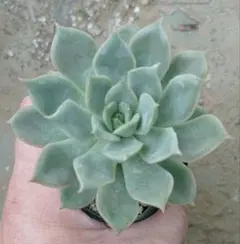 多肉植物 白牡丹 抜き苗 - メルカリ
