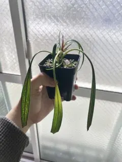 ラストHomalomena ARIDARIUM PERISAI 右のサムネイル