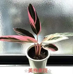 美斑　カラテア　ストロマンテトリオスター　白斑入り　新芽付き　抜き苗のサムネイル